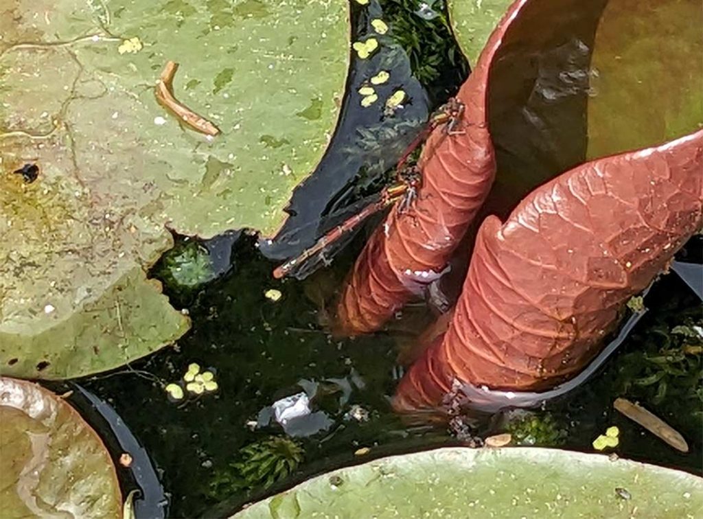 Male red damselfly clasping the female red damselfly while she lays her eggs.