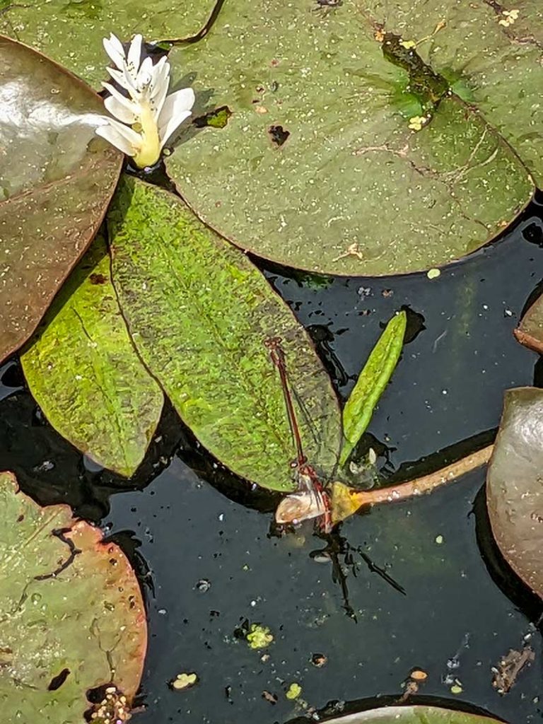 male red damsel fly clasping the female damsel fly while she lays her eggs.