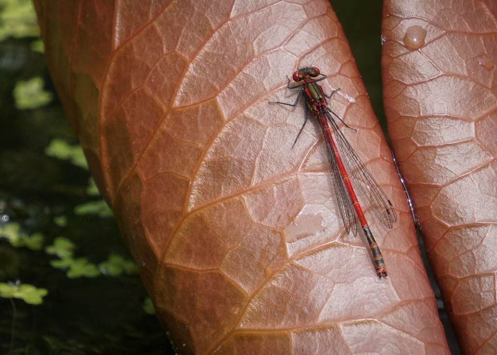 single red damsel fly on a curled up lily pad.