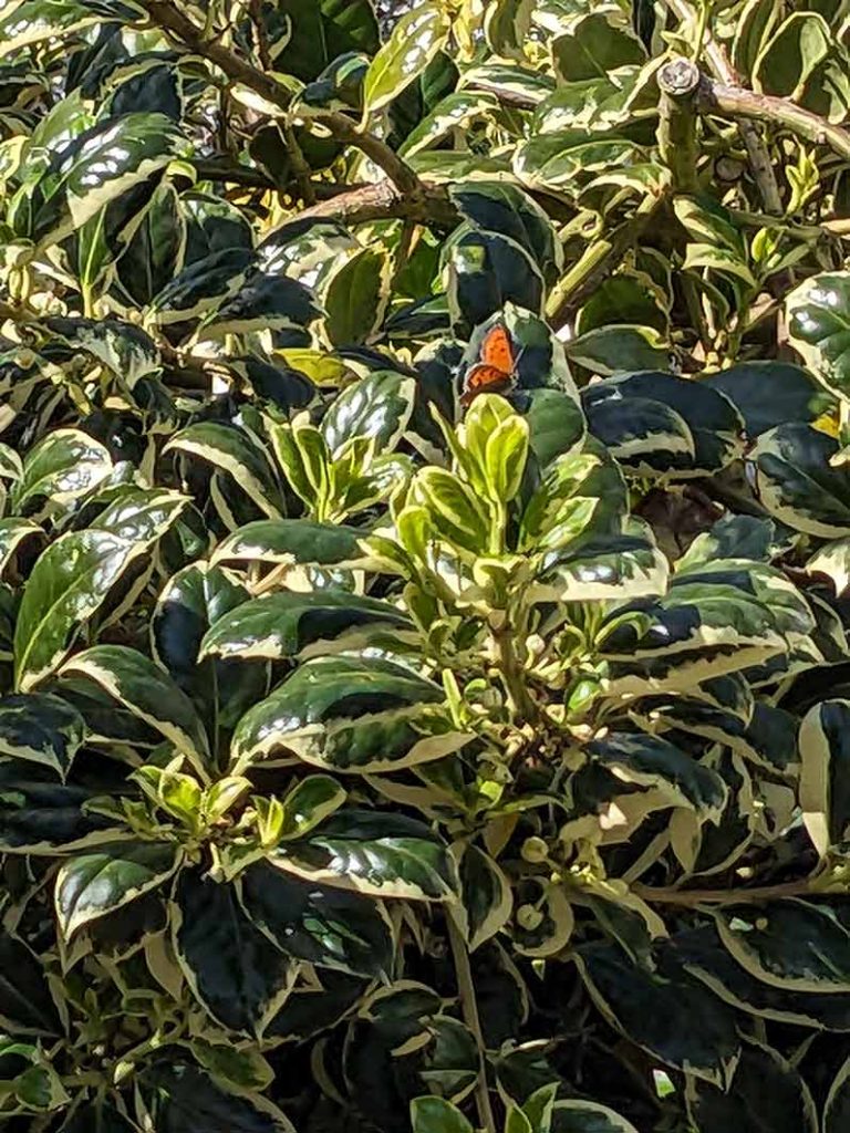 Small copper butterfly on a variegated holy bush.