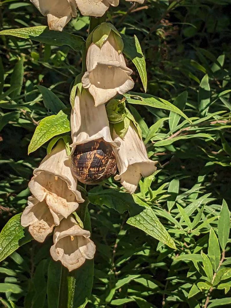  a brown garden snail having a snooze inside an apricot coloured foxglove flower.
