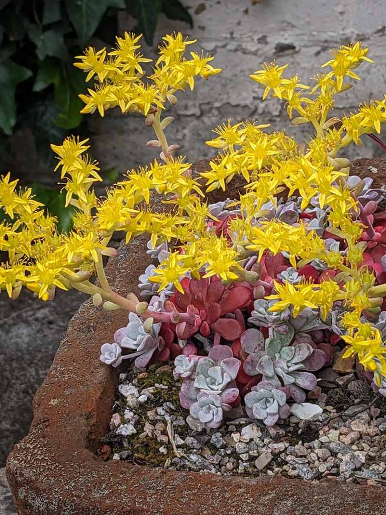 Yellow flowers on a stonecrop plant which ahs some purple, some green and some silver leaves.