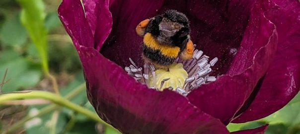 Purple poppy with a bee sitting in the centre.