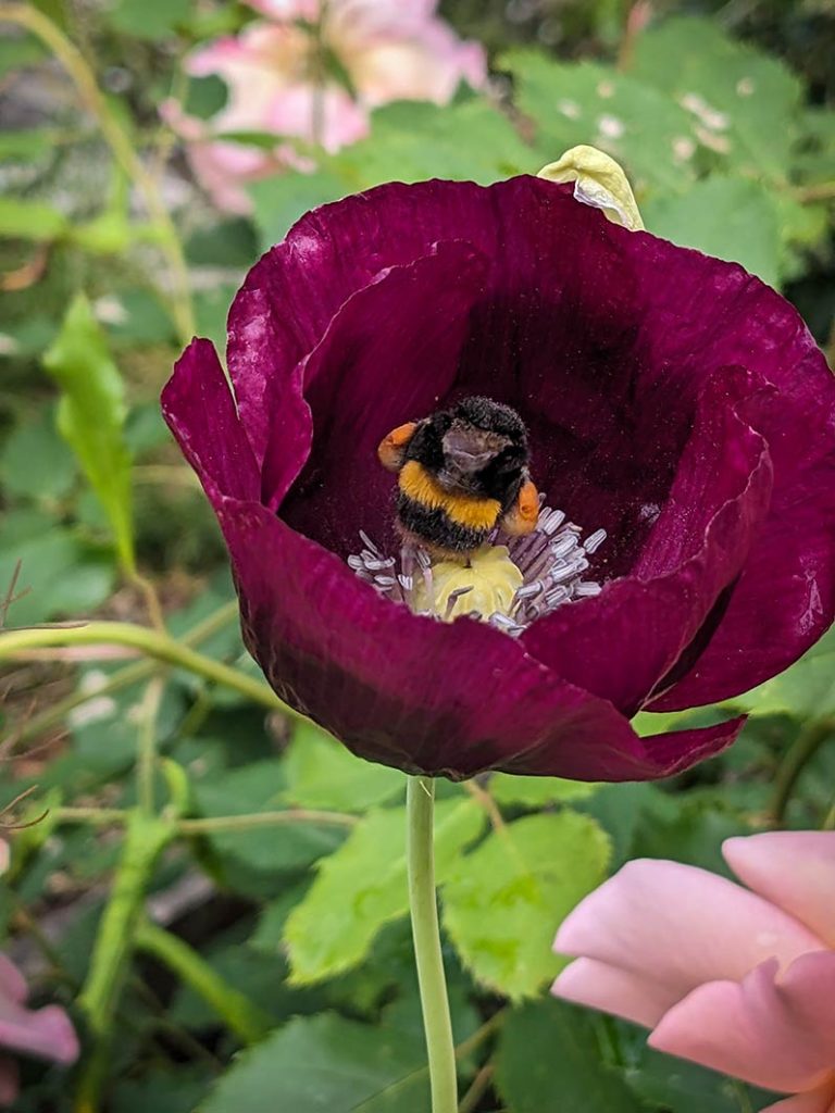 Purple poppy with a bee sitting in the centre.