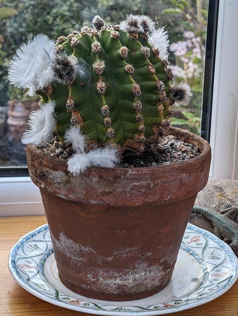 Downy pigeon feathers caught on some spines of a small cactus plant.