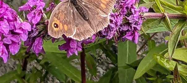 Brown and orange coloured butterfly sitting on a purple flower of loosestrife pond plant.