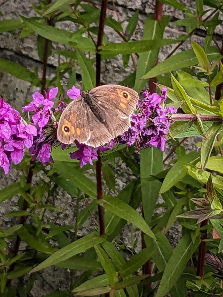Brown and orange coloured butterfly sitting on a purple flower of loosestrife pond plant.