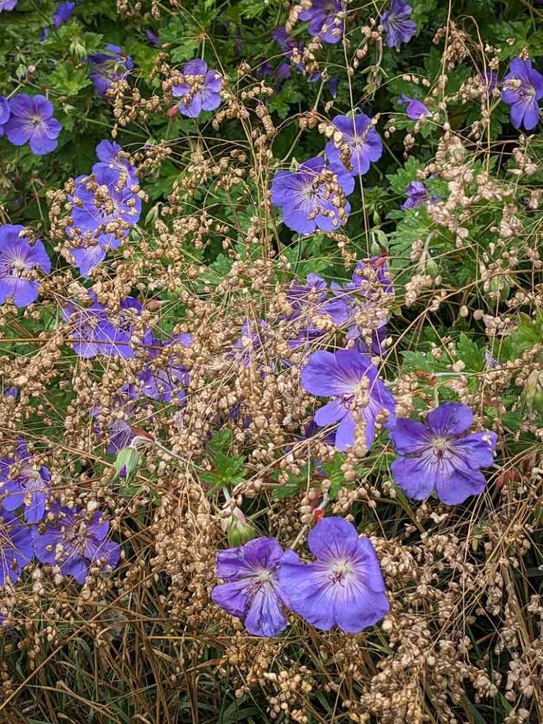 Purple flowers of hardy geranium 'Rozanne mixed with beige seedheads of the grass 'Briza media'.
