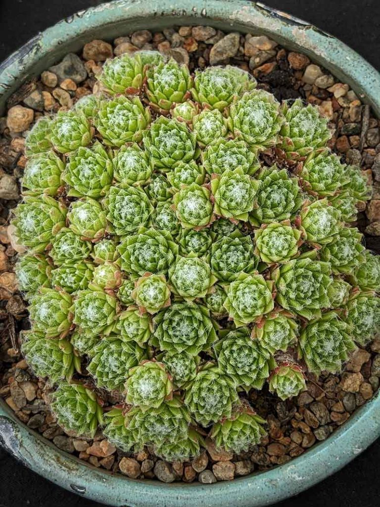 green sempervivum arachnoideum in a small bowl