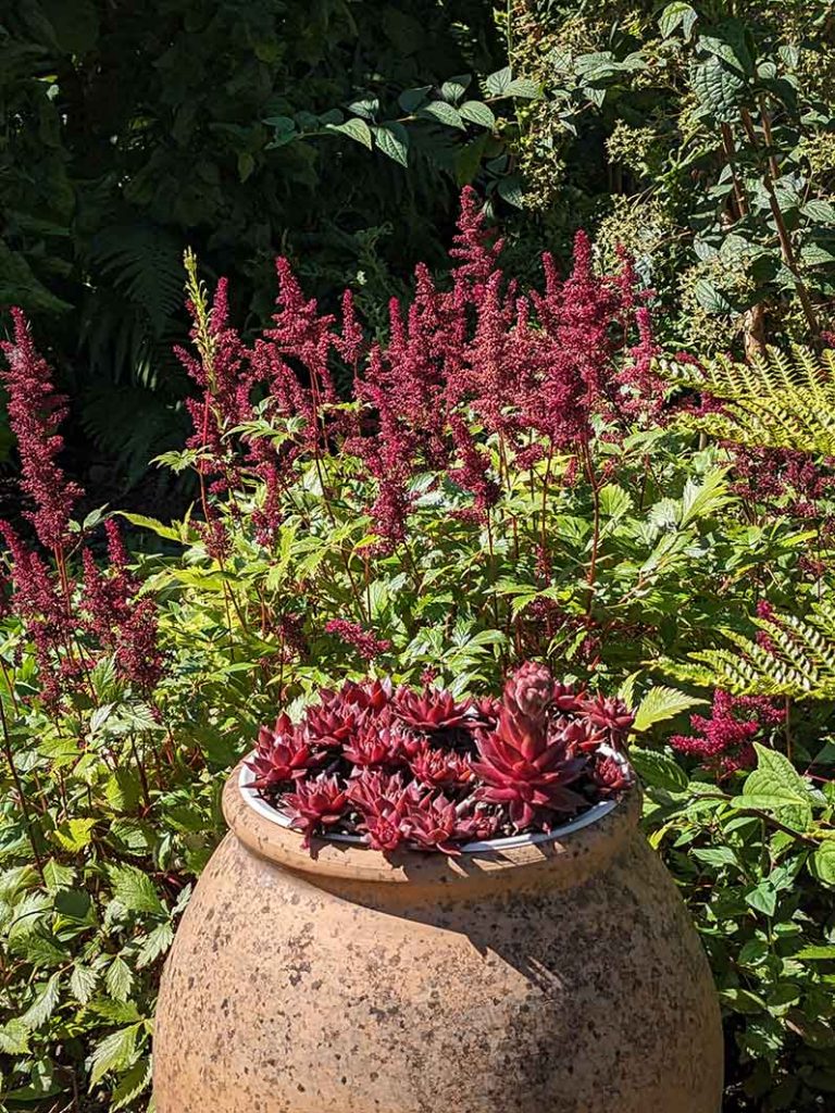 Bright dark red sempervivum plants in an urn with similar coloured astilbe in the background.
