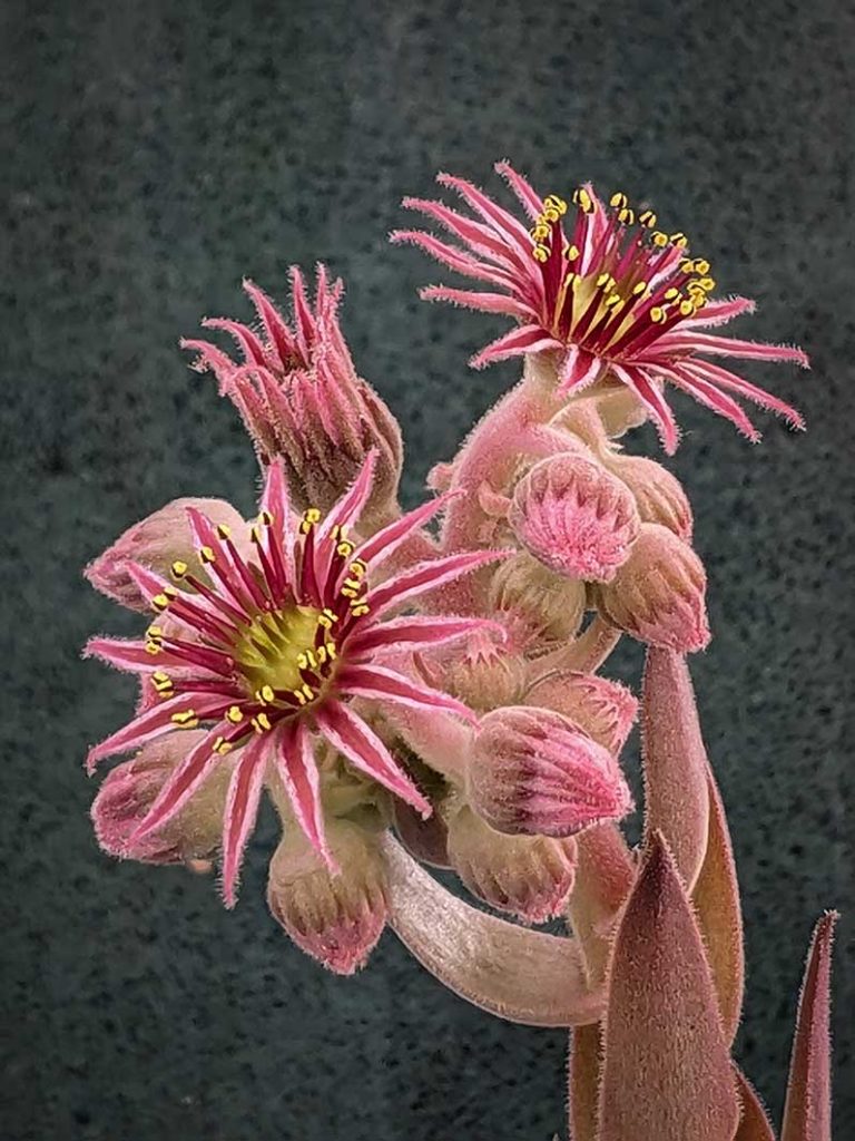 Pink andred star shaped flowers of sempervivum 'Chocolate kiss'.