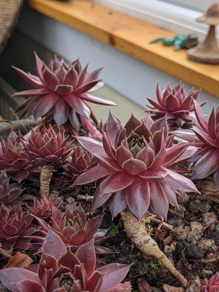 Purple and green sempervivum 'Chocolate kiss' plants.