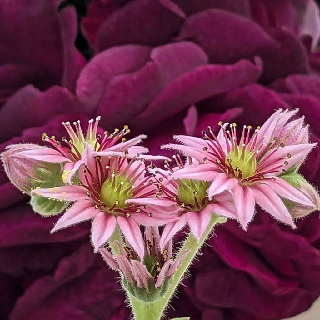 Pink and red star shaped flowers of sempervivum 'Cinnamon star'.