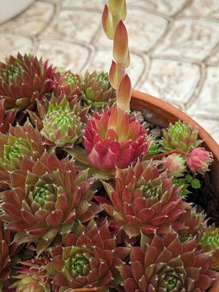 Orange and green Sempervivum 'Cinnamon star' plants.