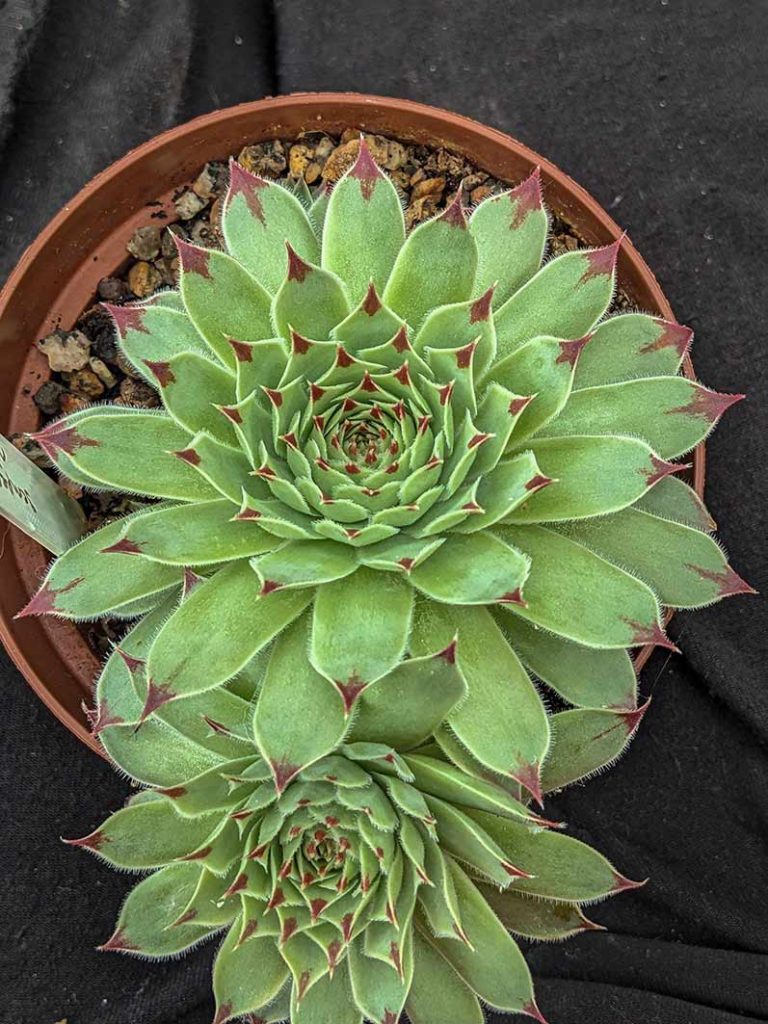 Green rosettes with deep purple ,spikey tips of sempervivum 'Mint marvel' plant.