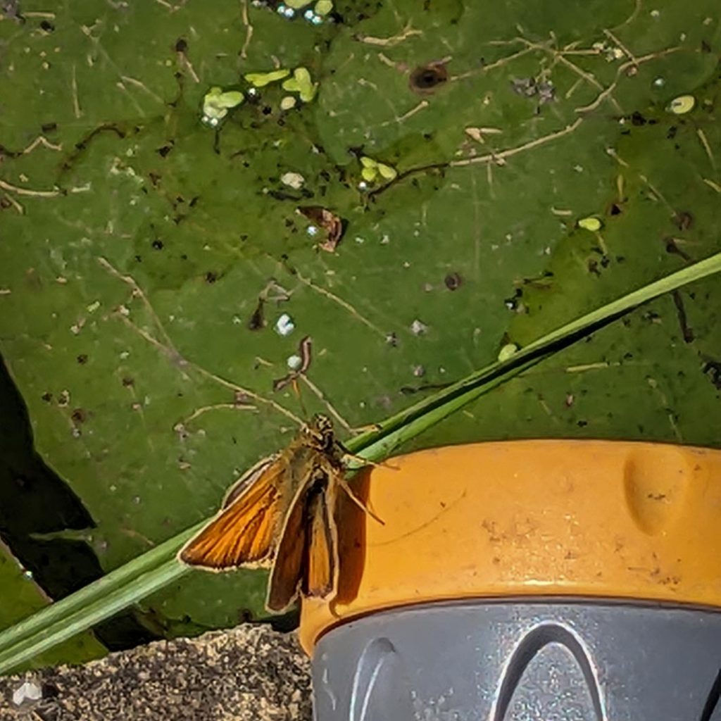Orange coloured Small Skipper butterfly resting on a yellow garden hose gun.