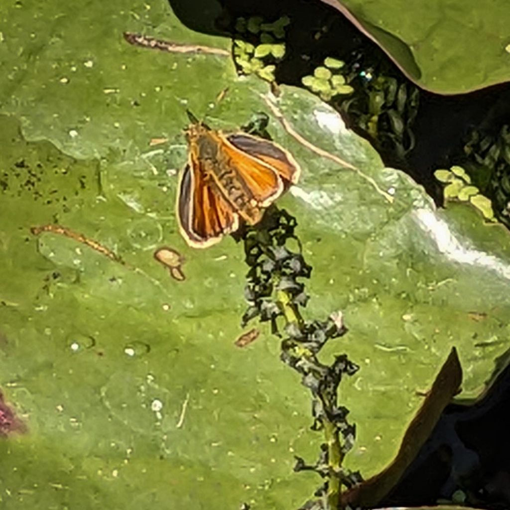 Orange coloured Small Skipper butterfly resting on a pond plant.