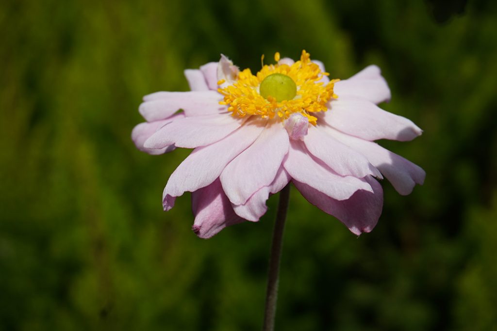 Single pink Japanese anemone flower with dark green background.