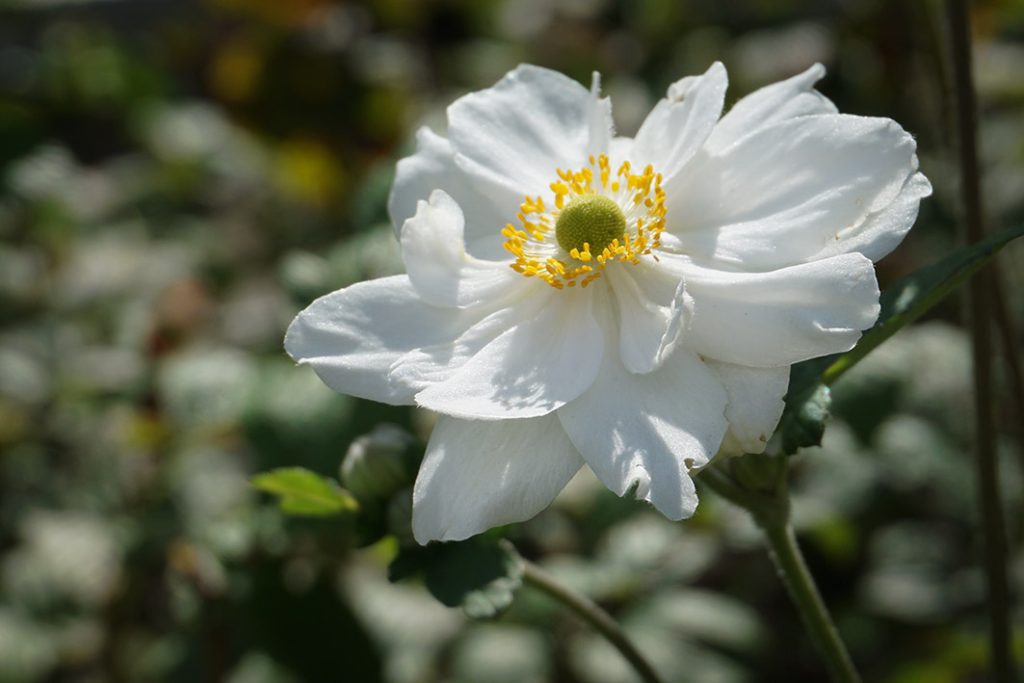 Single white Japanese anemone flower.