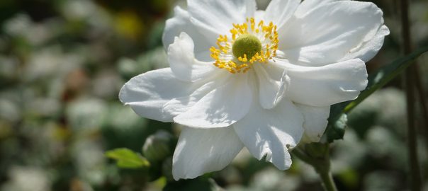 Single white Japanese anemone flower.