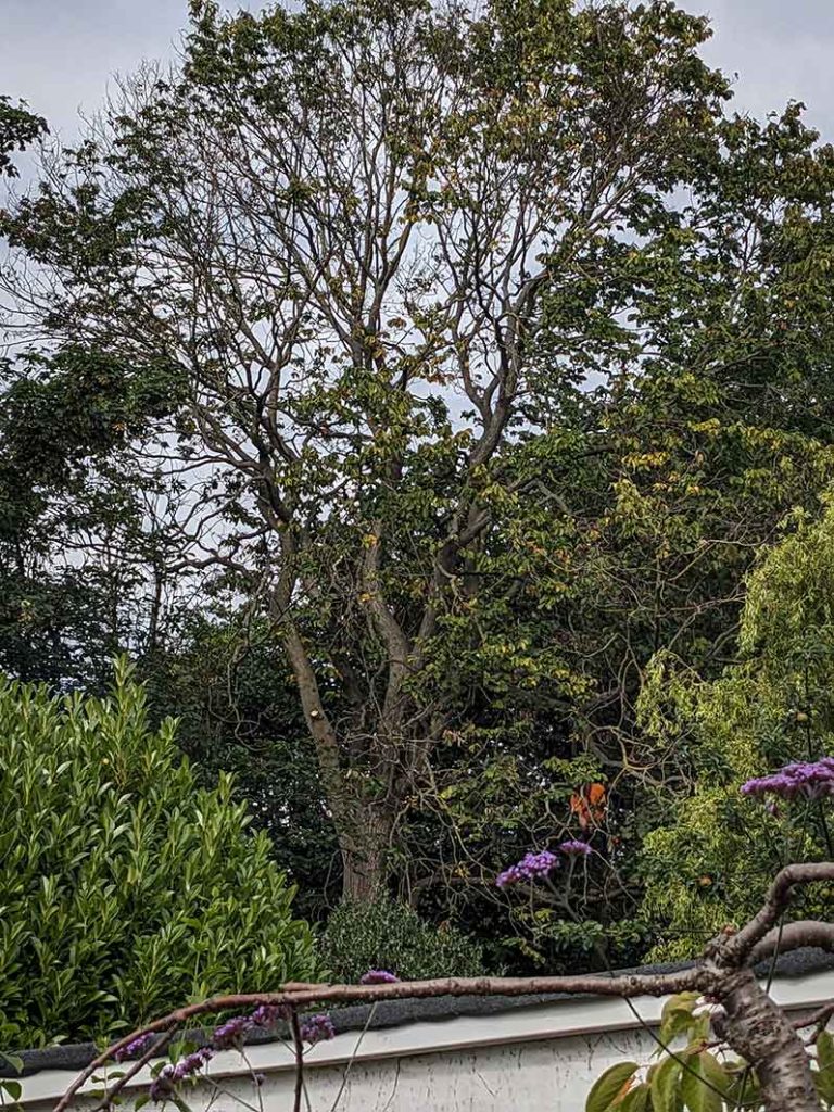 Tree surgeon in orange high viz top felling an elm tree infected with Dutch elm disease.