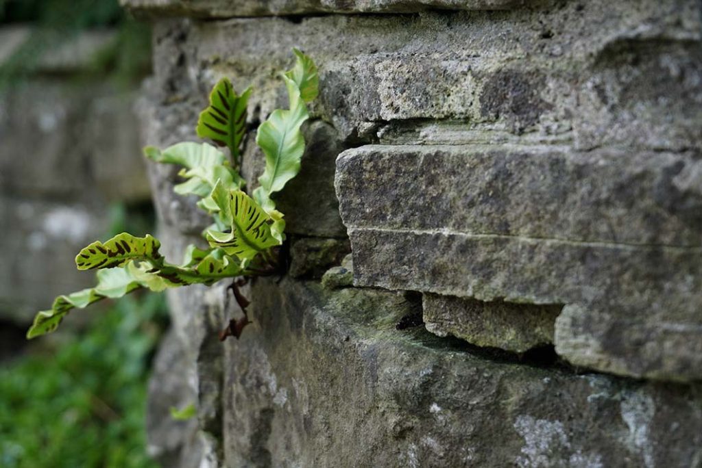 Fern growing in a crack in a wall.