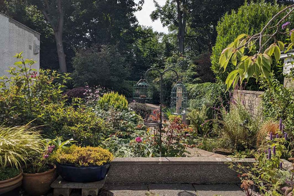 View of the garden from the patio mid August 2026.