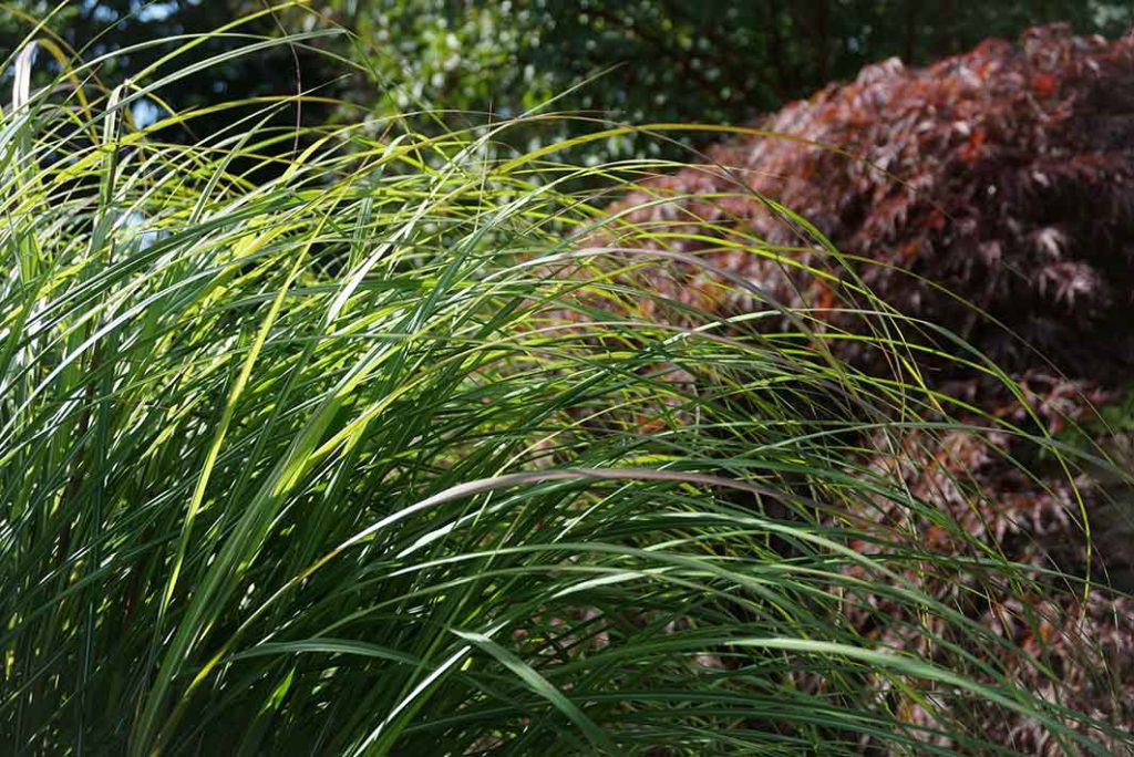 Large green grass with dark red tinges on the leaves against the purple foliage of an acer palmatum.