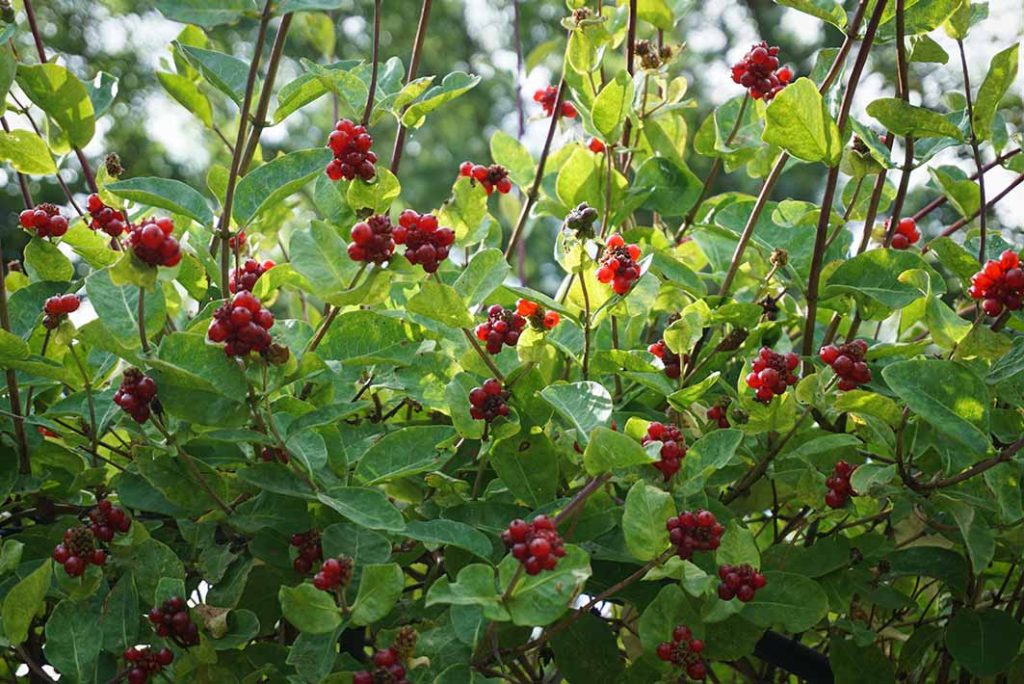 Small clumps of bright red honeysuckle berries.