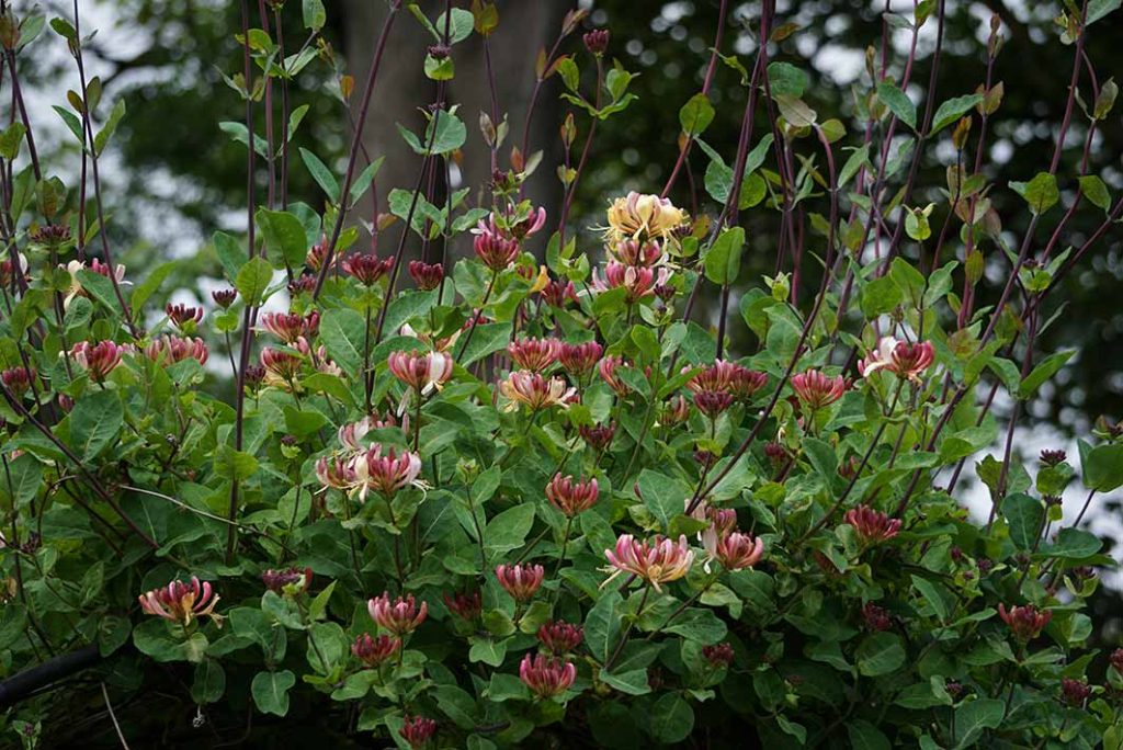 Yellow and pinky red honeysuckle flowers