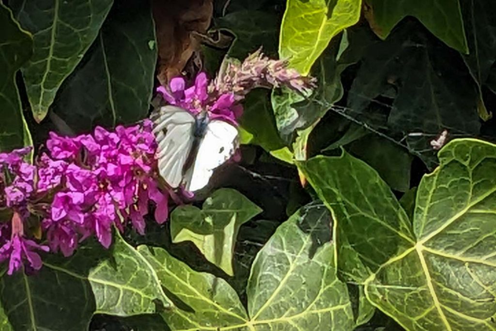 Large white butterfly on the purple loosestrife flower spike.