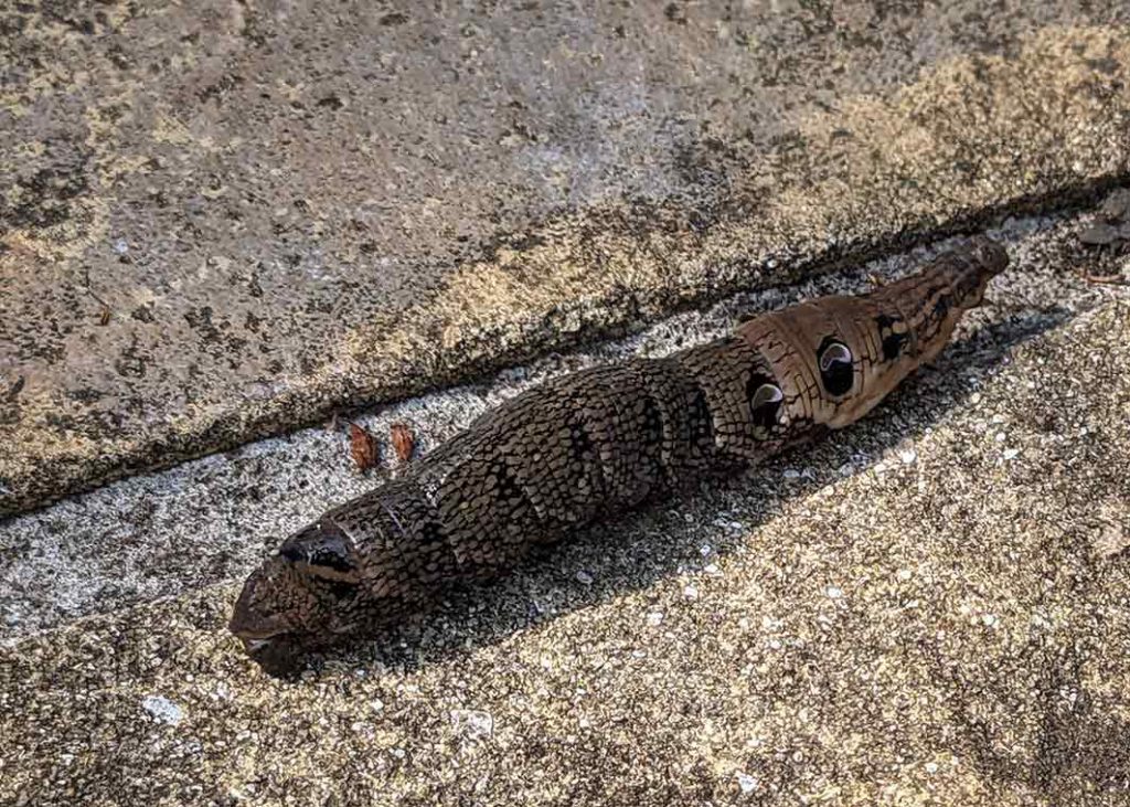Large brown elephant hawk moth caterpillar moth markings that look like eyes. Moving across paving slabs.
