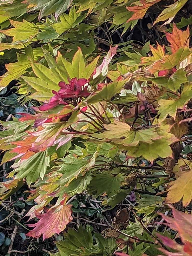 autumnal colours of an acer tree with red keys.