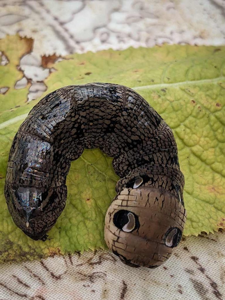 Large brown elephant hawk moth caterpillar half curled up showing defence 'eye' markings.