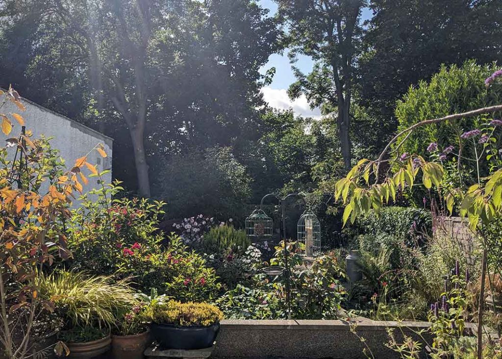 view of the garden at the end of August 2026 showing perennials and shrubs.