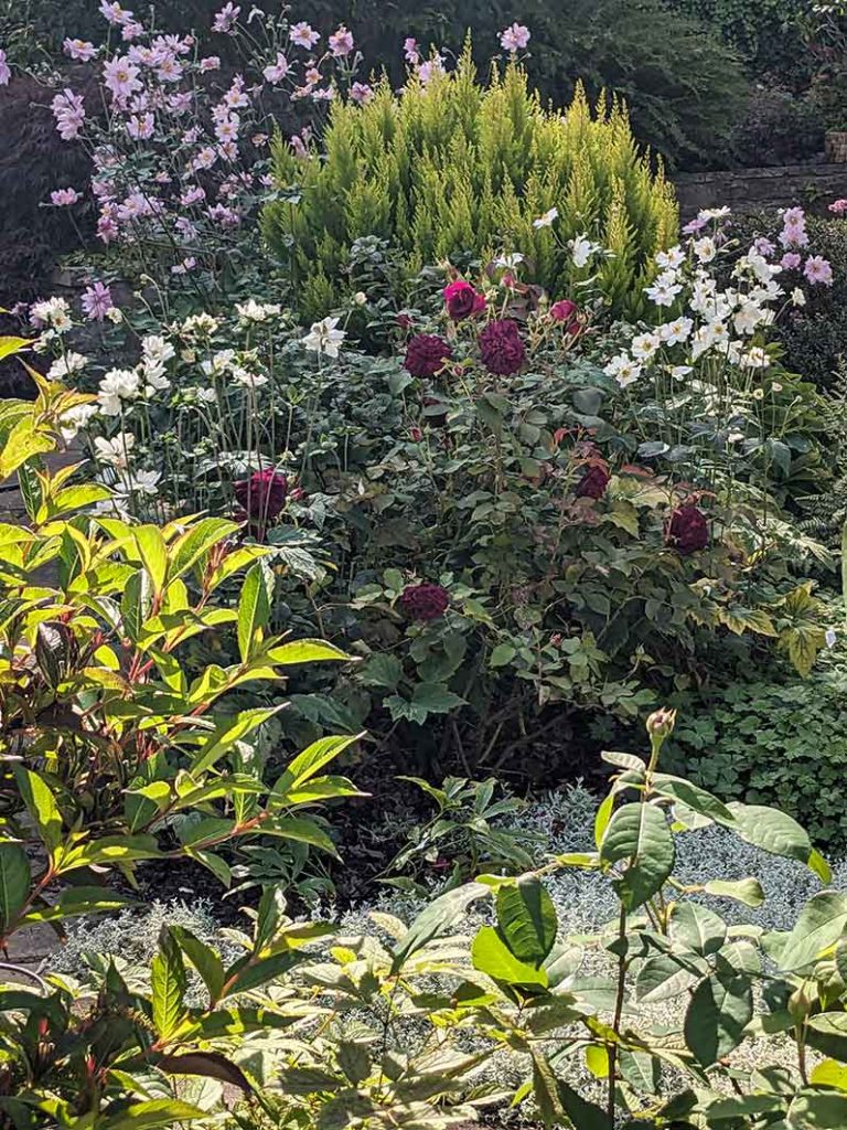 Pink, and white Japanese anemones besise deep purple roses.