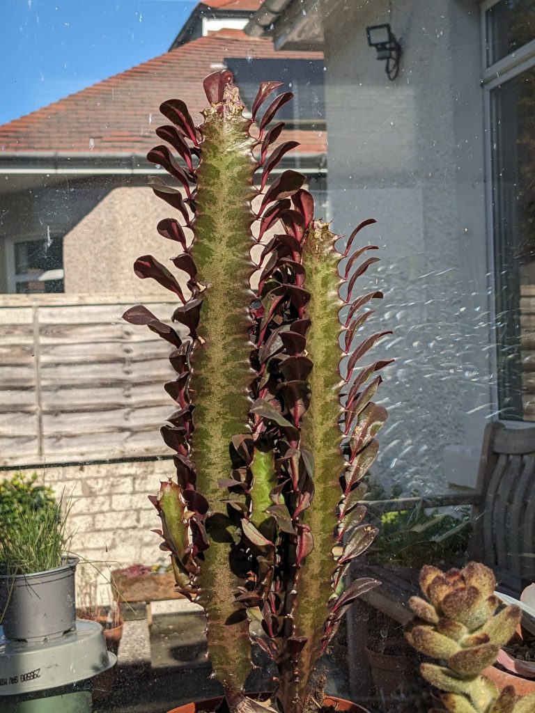 Upright cactus plant with red colouration to small leaves and stem. Euphorbia trigon rubra.