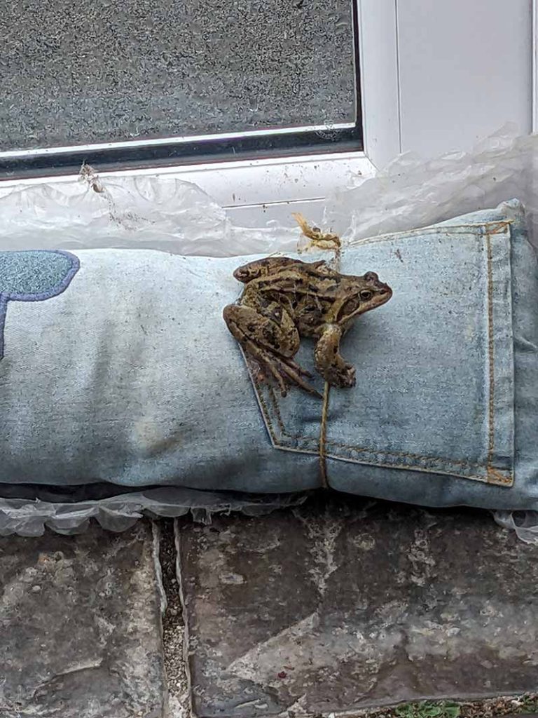 Adult common frog sitting on a draught stop in the conservatory.