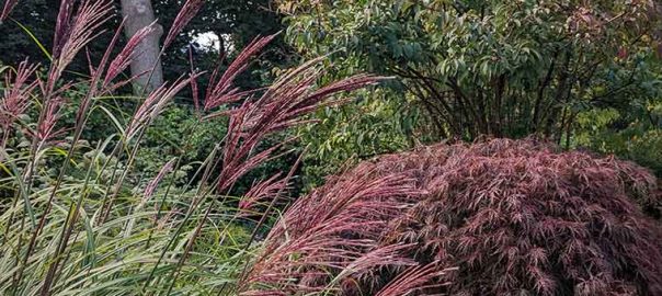 Purple foliage of a few shrubs and grass against green foliage of other shrybs.