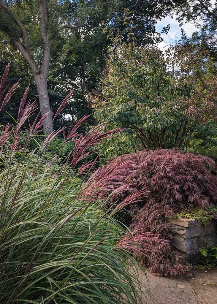 Purple foliage of a few shrubs and grass against green foliage of other shrybs.