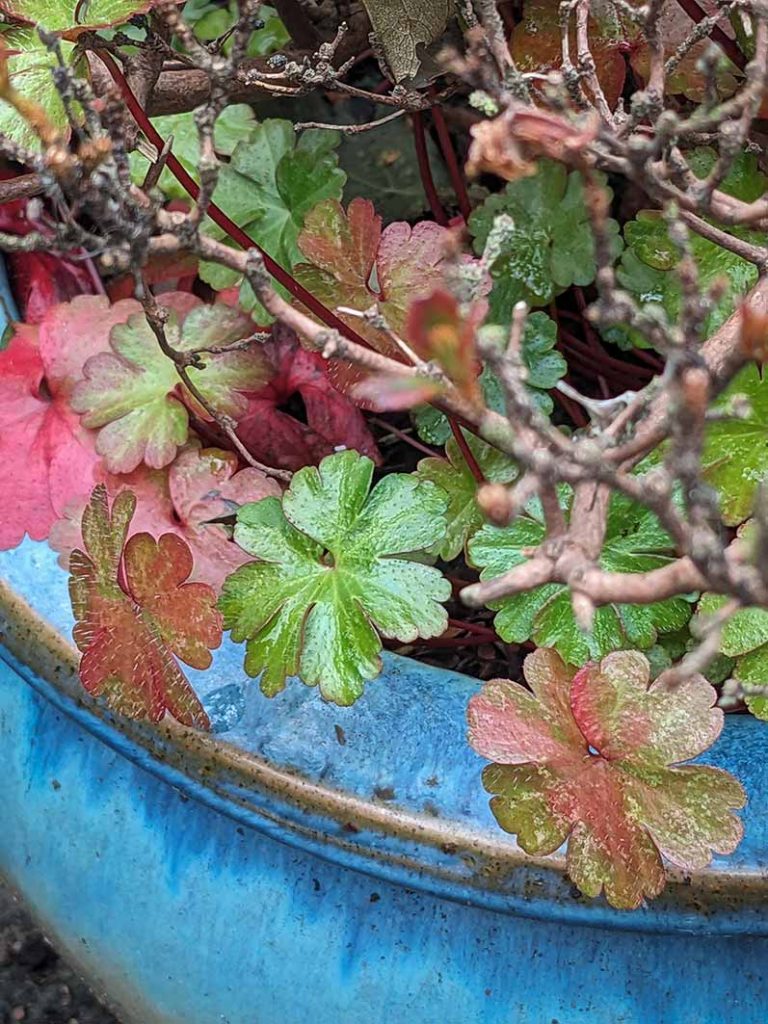 close up of geranium leaves with autumnal colours.