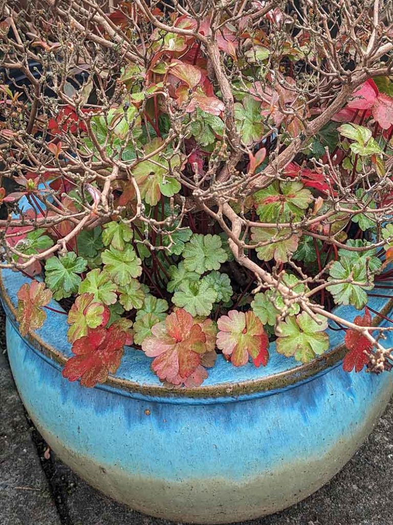 A hardy geranium with autumnal colours in a blue pot with an azalea.