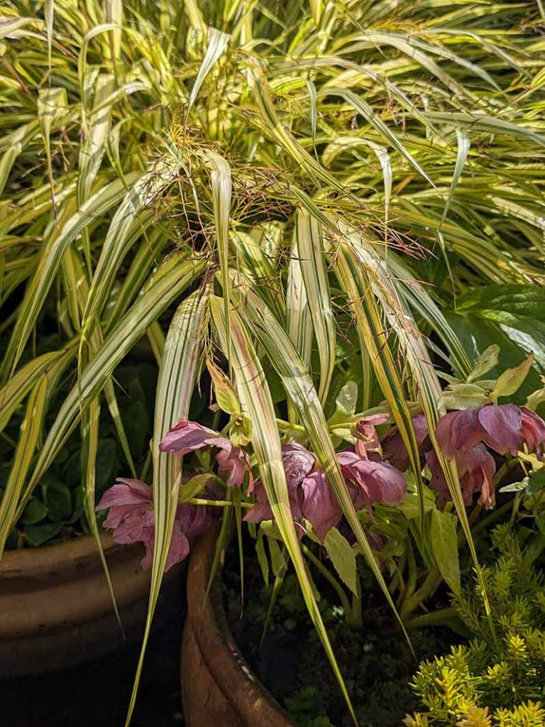 Golden grass alongside a purple flowered hellebore.