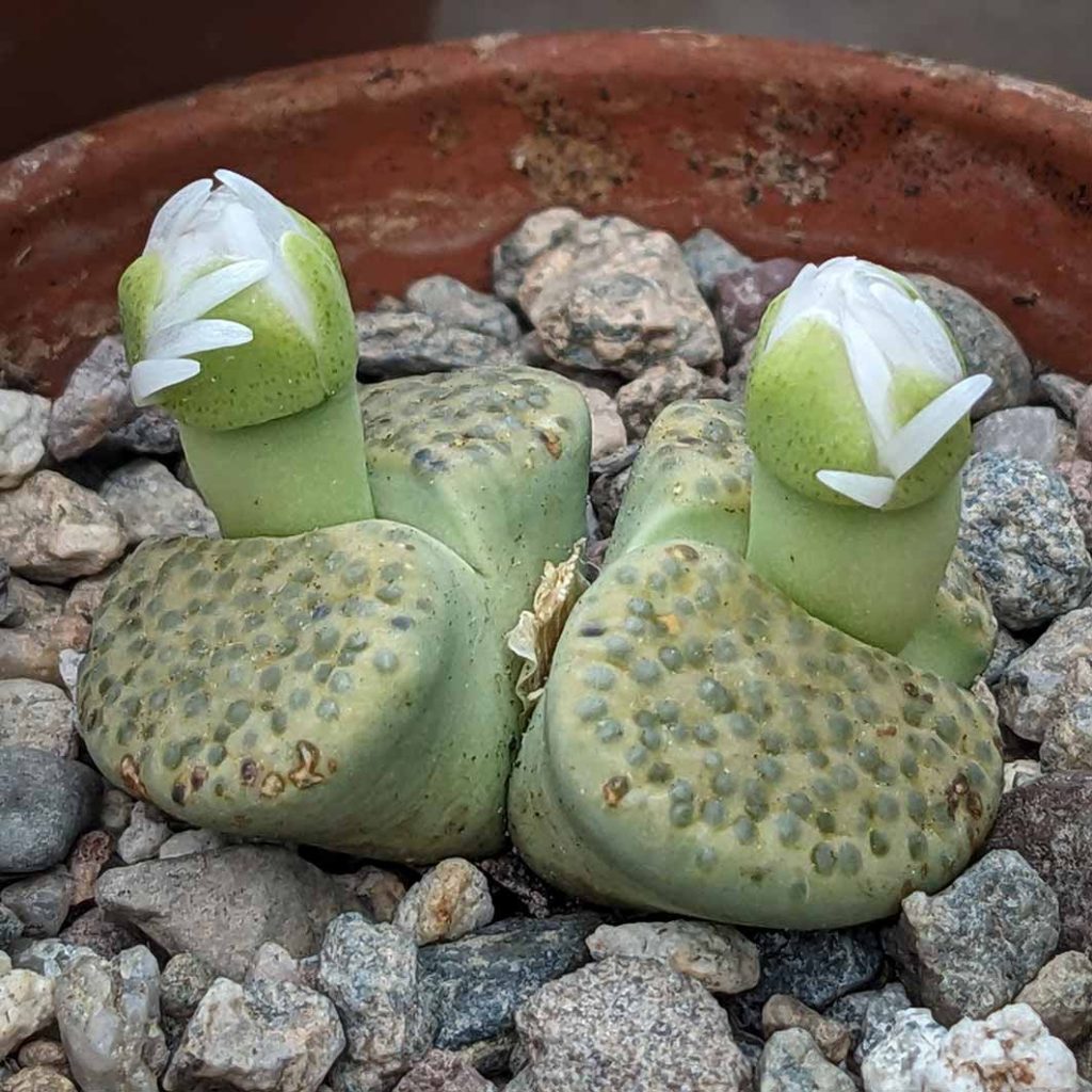 Green lithops with white flowers about to open.