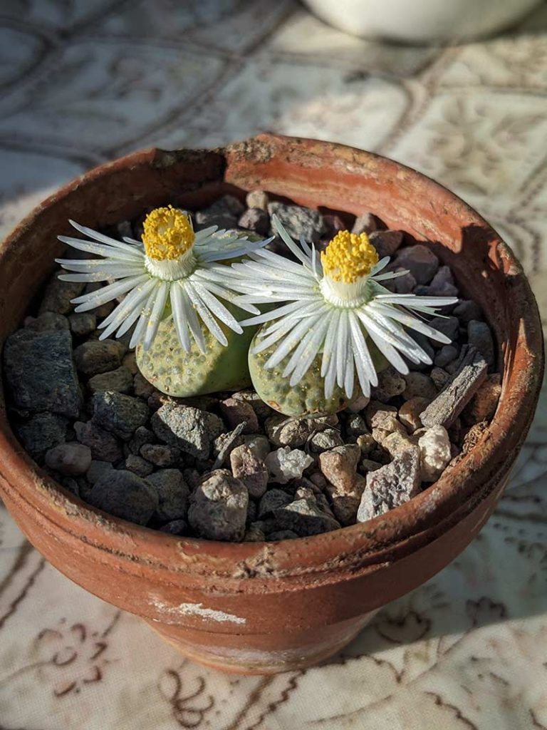 2 daisy like white flowers on lithops plants.