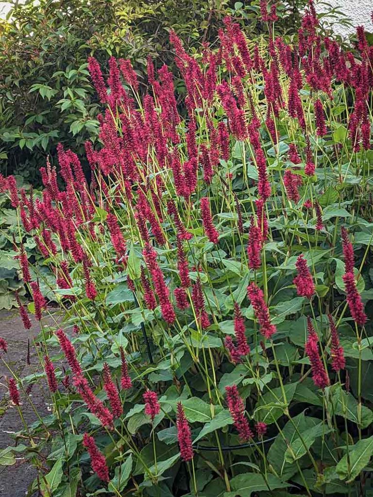 Red flowers on a persicaria amplex Blackfield.
