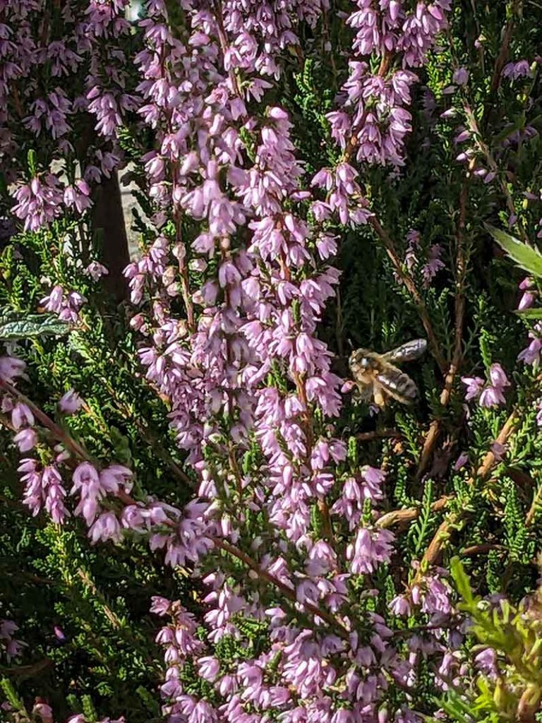 Pink heather with a bee.