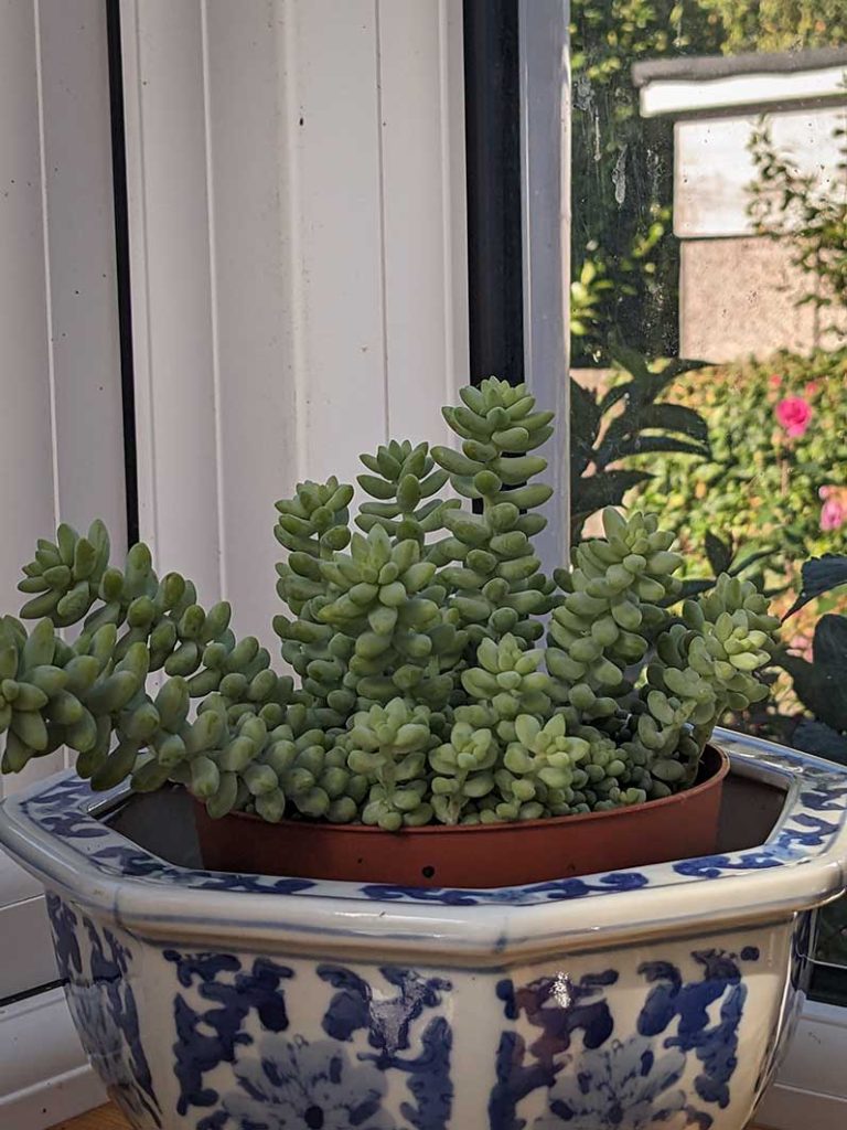 Aqua coloured succulent leaves of a sedum burrito plant.