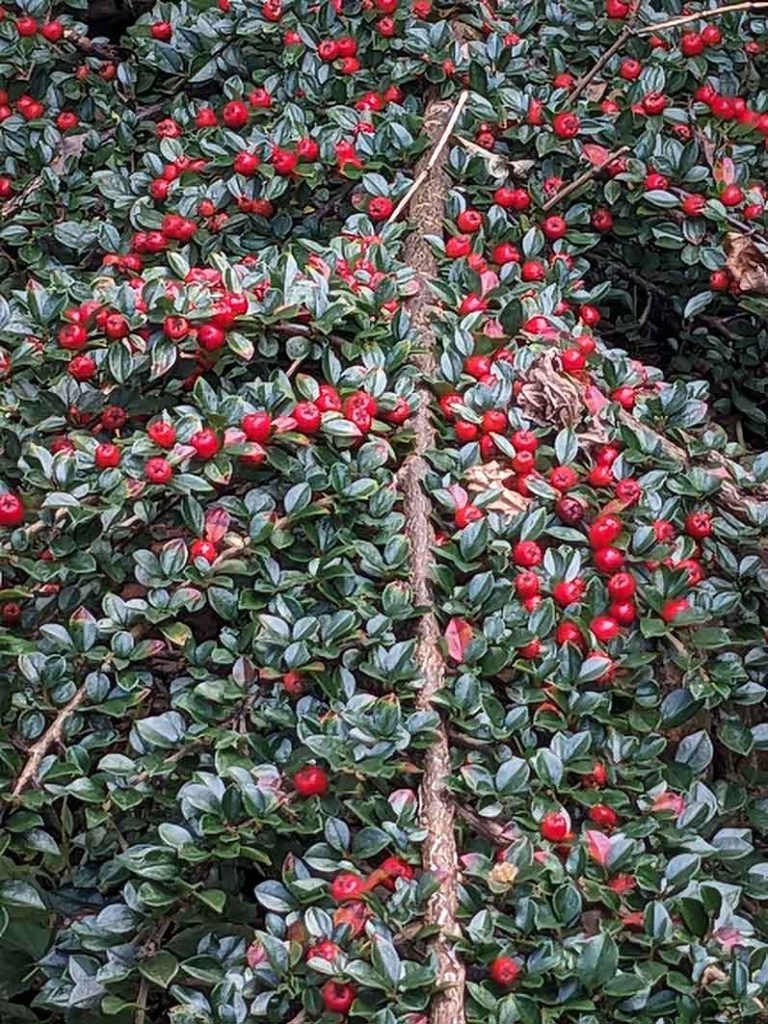 Shrub of cotoneaster with tiny dark green glossy leaves and bright red berries.
