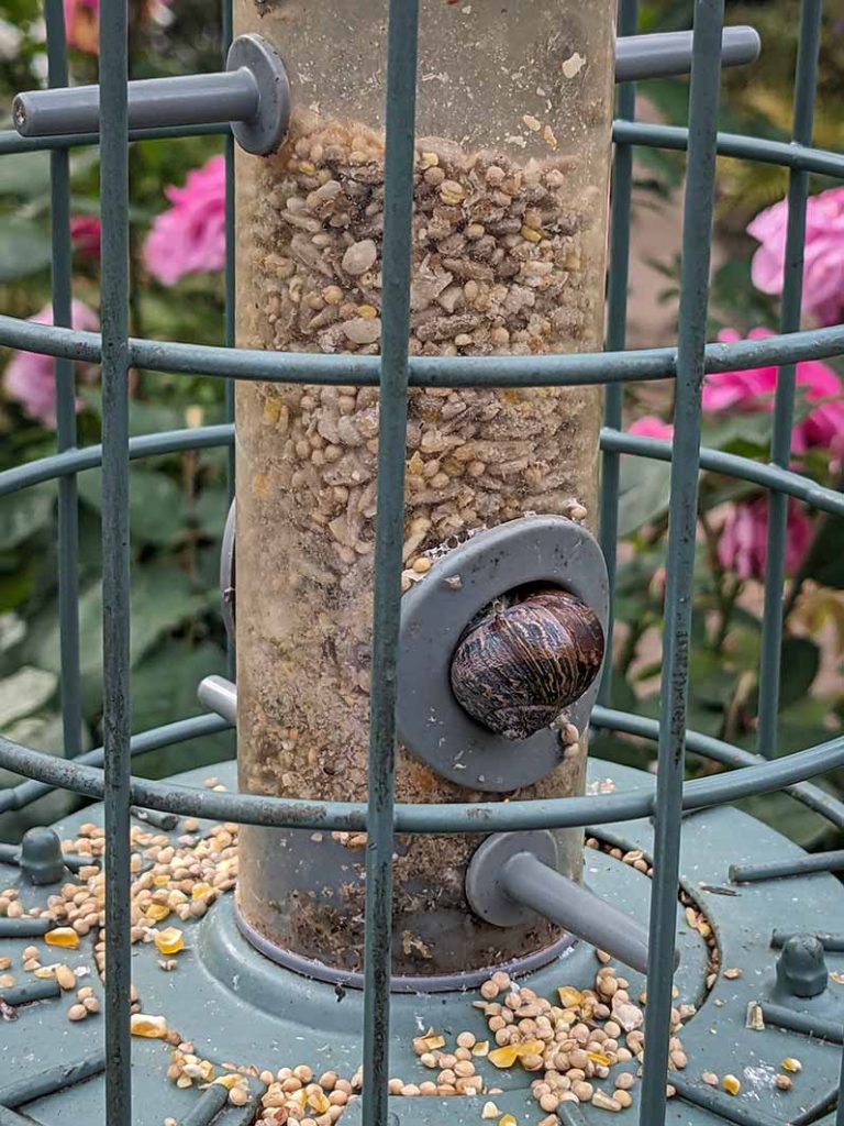 A common brown snail resting inside a birdfeeder's hole,